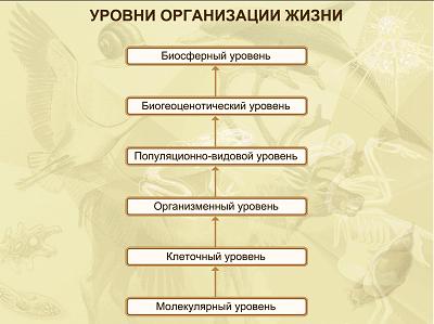 Уровни организации живой материи схемы Уровни организации живой материи схемы