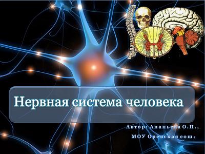 Презентация Нервная Система Человека