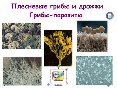 грибы паразиты человека это грибы паразиты человека это