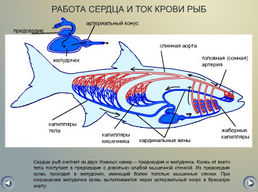 Кровеносная система рыб. Двухкамерное сердце у рыб. Кровообращение костистых лучепёрых рыб. Кровеносная система ската. Схема строения кровеносной системы костных рыб.
